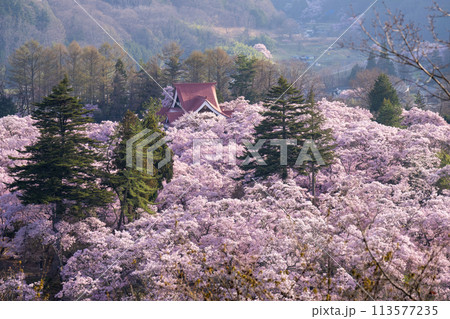長野県　伊那市　桜が満開の高遠城址公園 113577235