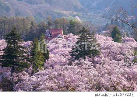 長野県 伊那市 桜が満開の高遠城址公園 長野県 伊那市 桜が満開の高遠城址公園 113577237