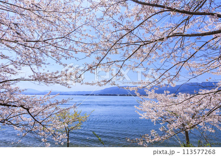 桜満開の海津大崎 113577268