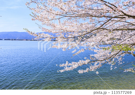 桜満開の海津大崎 桜満開の海津大崎 113577269