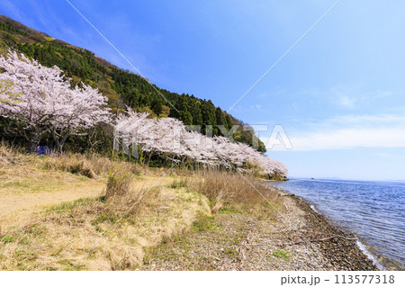 桜満開の海津大崎 113577318