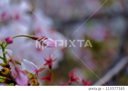 満開には間に合わなかったけど美しい遅番の桜 113577385