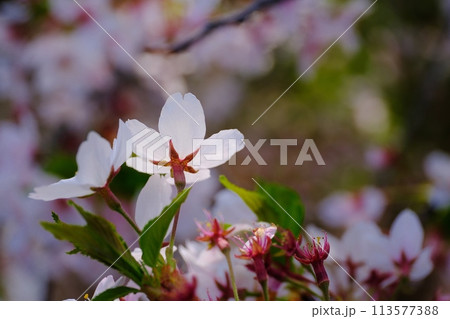 満開には間に合わなかったけど美しい遅番の桜 113577388