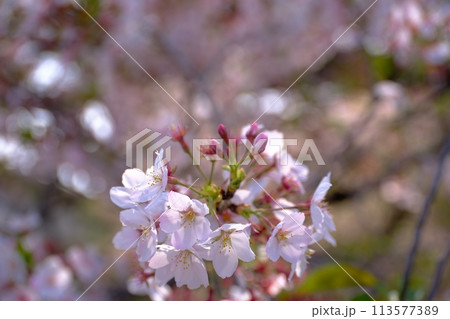 満開には間に合わなかったけど美しい遅番の桜 満開には間に合わなかったけど美しい遅番の桜 113577389
