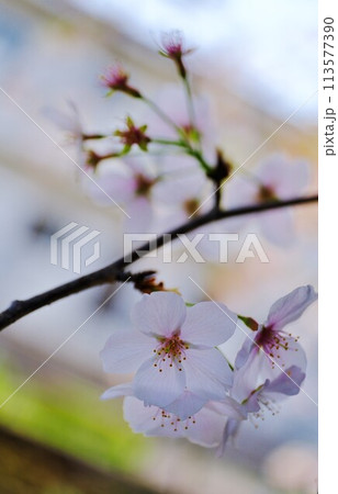満開には間に合わなかったけど美しい遅番の桜 113577390