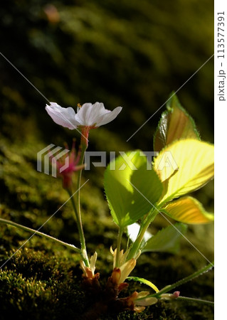 満開には間に合わなかったけど美しい遅番の桜 満開には間に合わなかったけど美しい遅番の桜 113577391