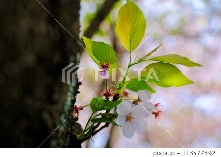 満開には間に合わなかったけど美しい遅番の桜 満開には間に合わなかったけど美しい遅番の桜 113577392