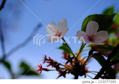 満開には間に合わなかったけど美しい遅番の桜 113577395