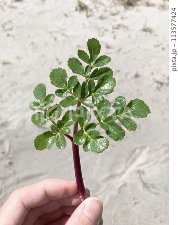 ハマボウフウ(浜防風) ハマボウフウ(浜防風) 113577424