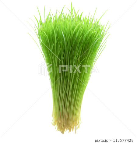 Barley microgreens Hordeum vulgare bright green leaves with a hint of blue neatly displayed Microgreen 113577429
