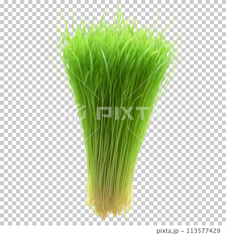 Barley microgreens Hordeum vulgare bright green leaves with a hint of blue neatly displayed Microgreen 113577429
