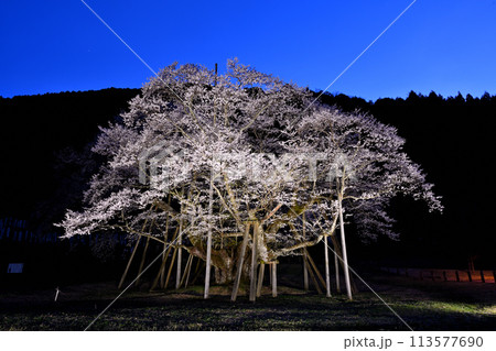 夜の薄墨桜 113577690