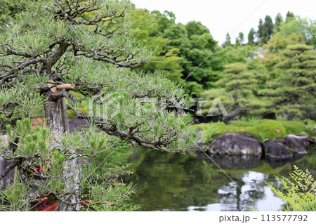 春の公園の庭園風景 113577792