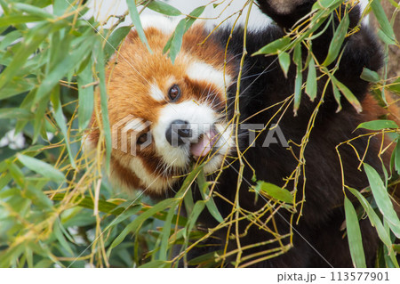 笹を食べるレッサーパンダ 113577901
