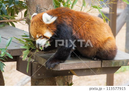 笹を食べるレッサーパンダ 笹を食べるレッサーパンダ 113577915