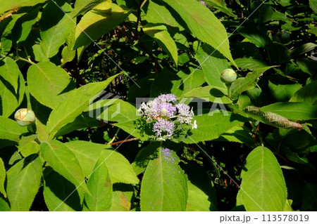 ヤマアジサイ咲く　【相模原市津久井　8月】 113578019