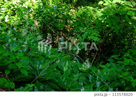 ヤブミョウガの花咲く　【相模原市津久井　8月】 113578020