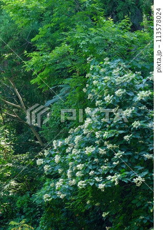 雑木林のクサギの花 【相模原市津久井 8月】 雑木林のクサギの花 【相模原市津久井 8月】 113578024