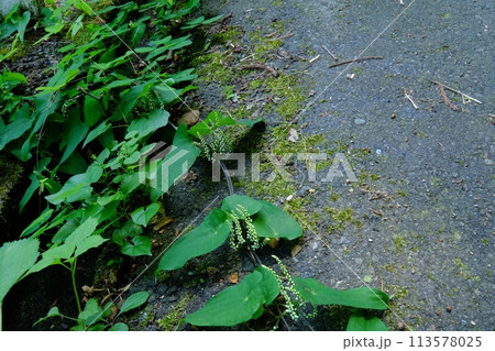 舗装道路を這うヤマノイモ　【相模原市津久井　8月】 113578025