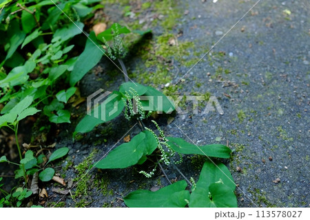 舗装道路を這うヤマノイモ　【相模原市津久井　8月】 113578027
