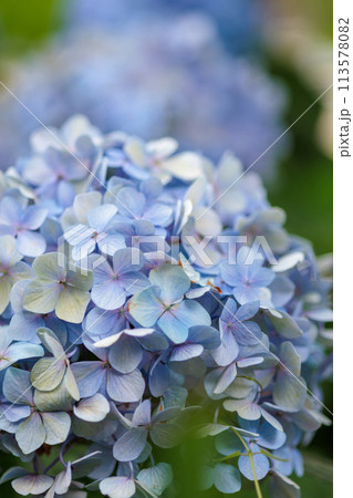 紫陽花 紫陽花 113578082
