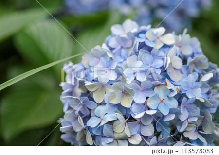紫陽花 紫陽花 113578083