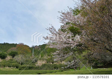 三多気の桜 113578101