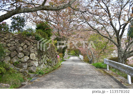 三多気の桜 113578102