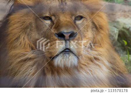 雄ライオンの顔 113578178