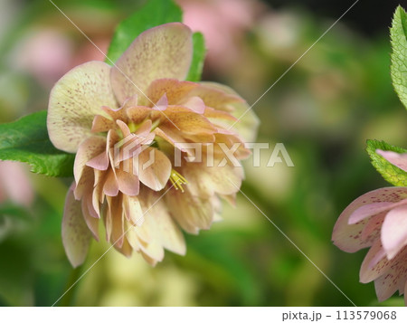 クリスマスロースの花 113579068