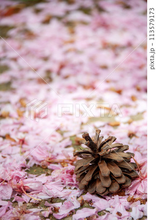 散った桜の花と松ぼっくり 113579173