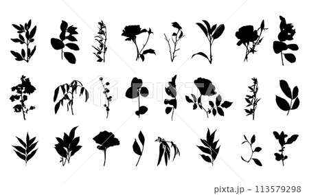 Botanical Floral Silhouettes Set Hand Drawn Plants Botanical Floral Silhouettes Set Hand Drawn Plants 113579298