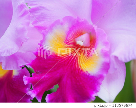 ピンク色の蘭の花 ピンク色の蘭の花 113579674