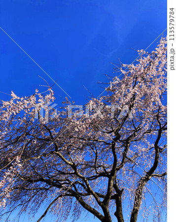 青空に映える満開の枝垂桜 青空に映える満開の枝垂桜 113579784