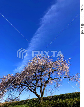 青空に映える満開の枝垂桜 青空に映える満開の枝垂桜 113579787