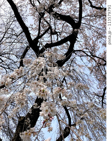 下から望む満開の桜 下から望む満開の桜 113579791