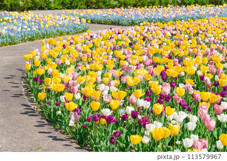ぎふワールド・ローズガーデン、満開のチューリップ〈岐阜県可児市〉 ぎふワールド・ローズガーデン、満開のチューリップ〈岐阜県可児市〉 113579967
