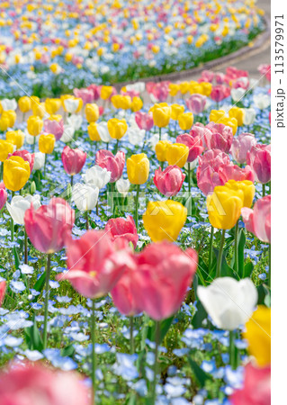 ぎふワールド・ローズガーデン、満開のチューリップ〈岐阜県可児市〉 113579971