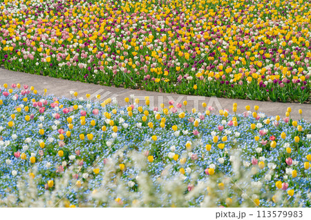 ぎふワールド・ローズガーデン、満開のチューリップ〈岐阜県可児市〉 ぎふワールド・ローズガーデン、満開のチューリップ〈岐阜県可児市〉 113579983
