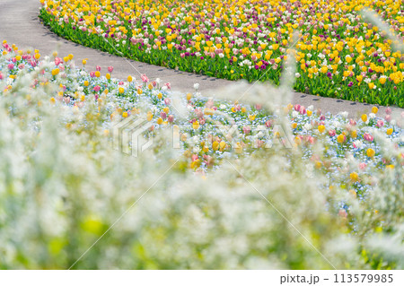 ぎふワールド・ローズガーデン、満開のチューリップ〈岐阜県可児市〉 113579985