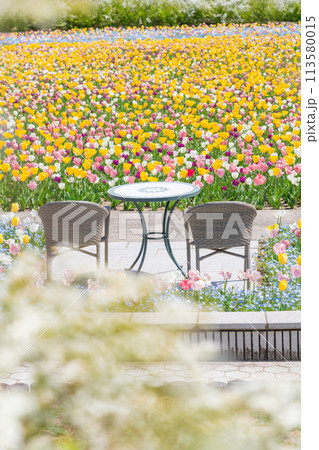 ぎふワールド・ローズガーデン、満開のチューリップ〈岐阜県可児市〉 113580015