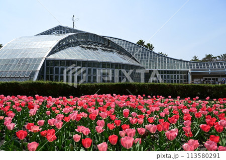 京都府立植物園の観覧温室とチューリップ 京都府立植物園の観覧温室とチューリップ 113580291
