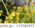 ハチと菜の花 113580453