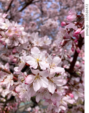 コヒガン桜の花が咲いた春の公園 113580472