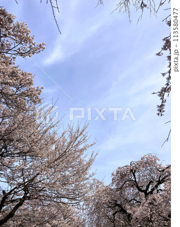 春の土手に咲く満開の桜 春の土手に咲く満開の桜 113580477