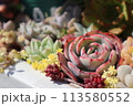 カラフルで可愛い多肉植物 113580552