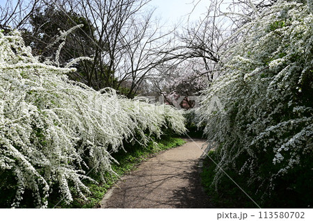 ユキヤナギ(バラ科シモツケ属)の小道 ユキヤナギ(バラ科シモツケ属)の小道 113580702