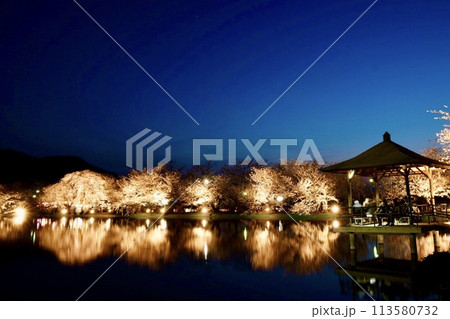 臥竜公園桜b 113580732