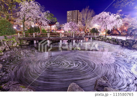 岐阜市、日中友好庭園の桜の花筏 113580765