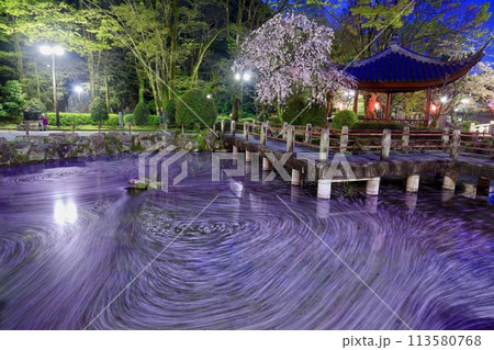 岐阜市、日中友好庭園の桜の花筏 岐阜市、日中友好庭園の桜の花筏 113580768